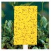 G-TRAP χρωμοπαγίδα κιτρινη 40×23 cm.(έτοιμες με κόλλα) 2