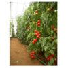 Φυτά Τομάτας-Σπορόφυτα ντομάτας 4