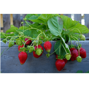 Φυτά Φράουλας σε Γλαστράκι