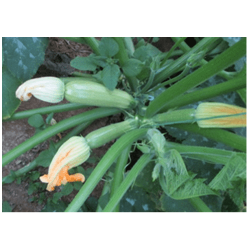 Φυτό κολοκύθι-Σπορόφυτο κομποκολοκύθι 2