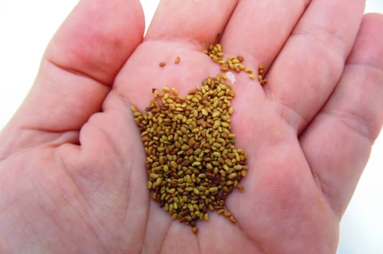 Alfalfa-Seeding-Rate