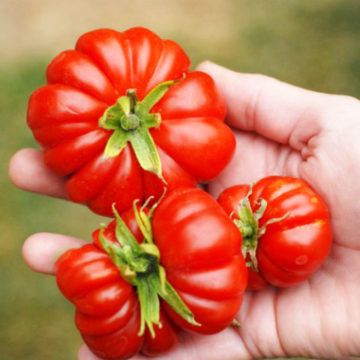 tomata-ntomata-katsare-lycopersicon-esculentum-sporoi-1yr-215-603×514