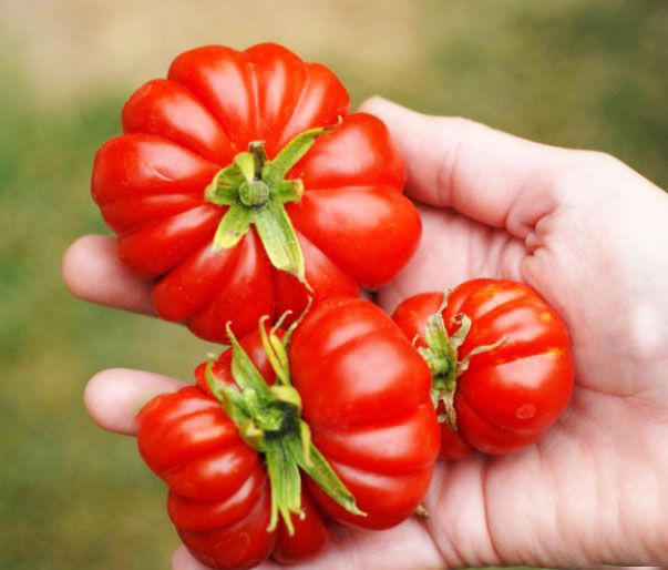 tomata-ntomata-katsare-lycopersicon-esculentum-sporoi-1yr-215-603×514