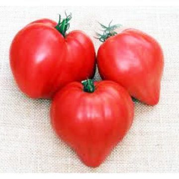 tomata-se-schema-karthias-lycopersicon-esculentum-1yr-sporoi-216-550x550w