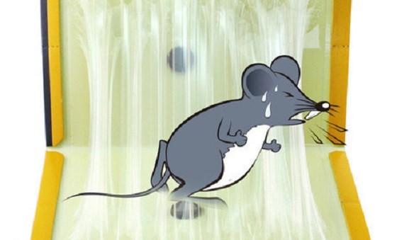 Rat-Mice-Glue-Traps-Board-Paper-Glue-Board-Sticky-Trapper-Rodent-Mouse
